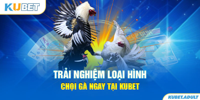 Trải nghiệm loại hình chọi gà ngay tại kubet